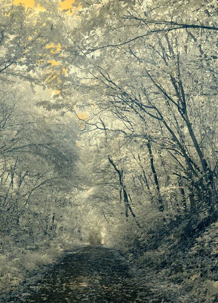 Paisaje infrarrojo. bosque — Foto de Stock