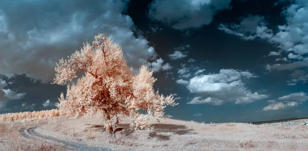 Kızılötesi manzara, yalnız ağaç