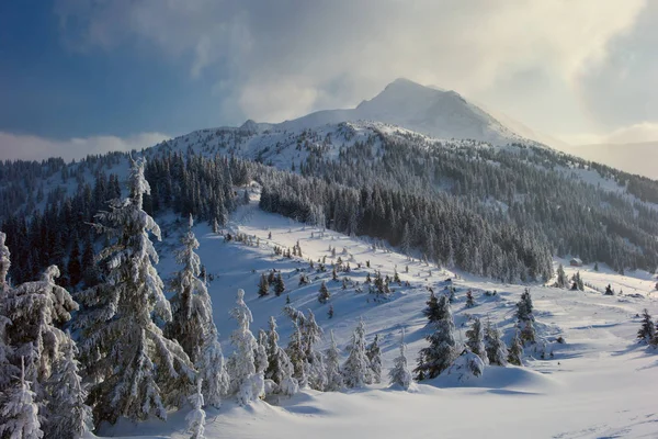 Зимний лес и горы Карпаты — стоковое фото