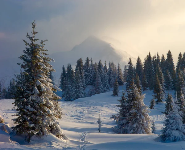 Winter forest and mountains Carpathians — Stock Photo, Image