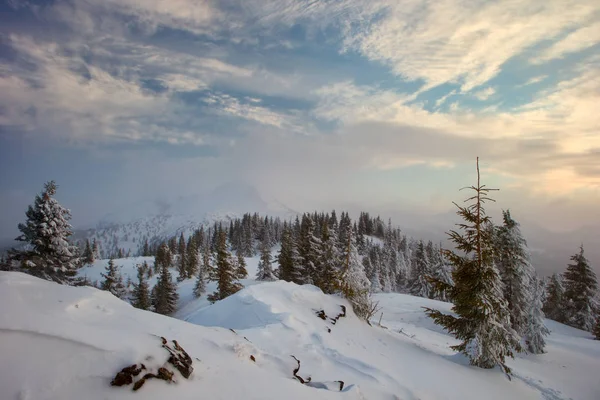 Forêt d'hiver et montagnes Carpates — Photo