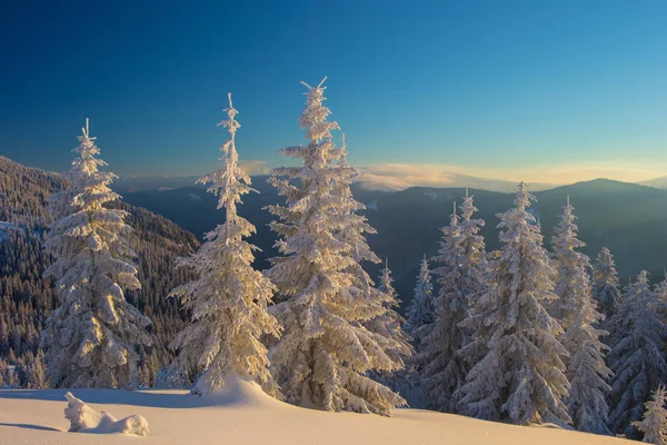 Bosque de invierno y montañas Cárpatos — Foto de Stock