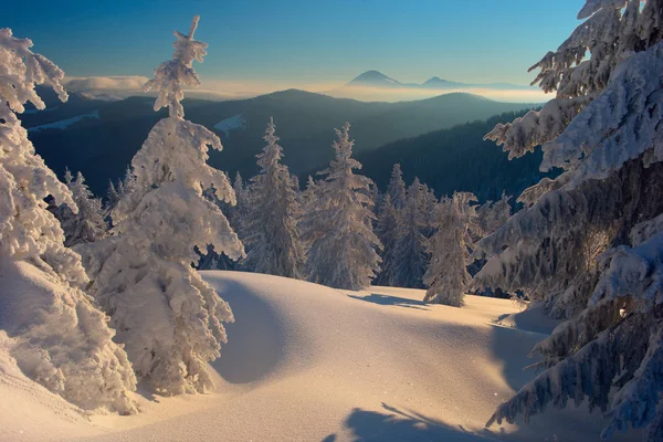 Bosque de invierno y montañas Cárpatos — Foto de Stock