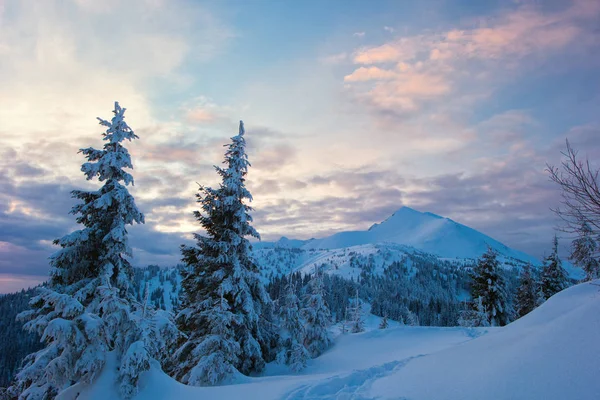 Winterwald und Gebirgskarpaten — Stockfoto