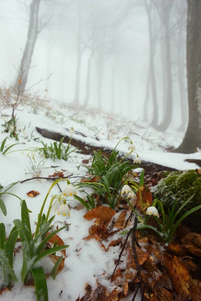 Vorfrühling in den Bergen — Stockfoto