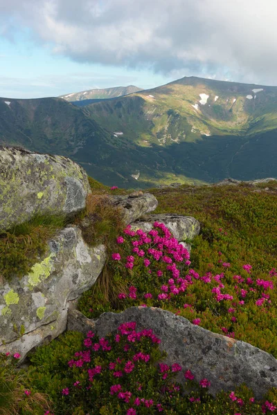 Kwiaty w górach — Zdjęcie stockowe