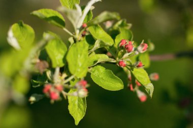 elma ağacı çiçek