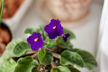 Windowc, mor menekşeler