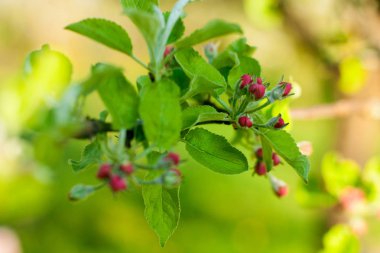 Apple-ev bahçe ağaçlarında