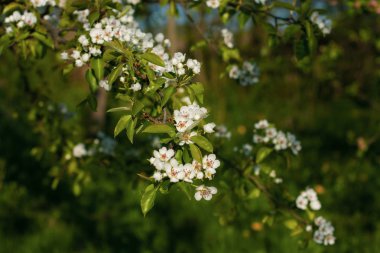 Armut ağacının bahar çiçeği