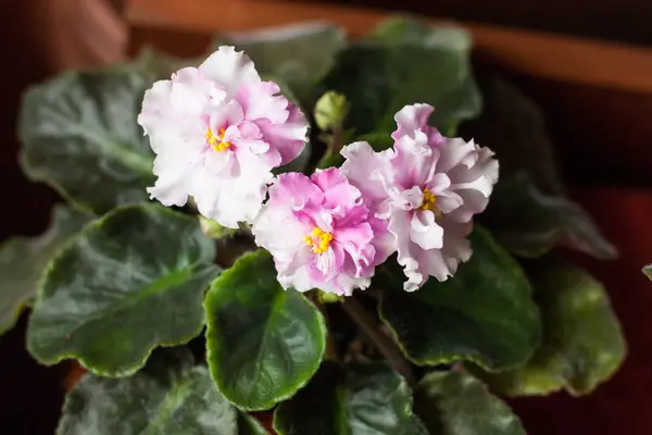 White violet at the window — Stock Photo, Image