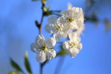 Baharda beyaz kiraz çiçekleri      