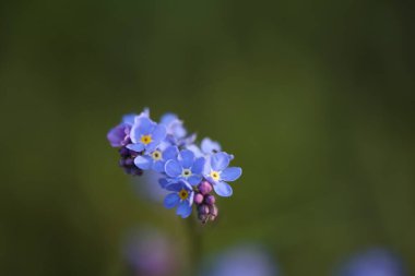 Rüzgardaki mor çiçek