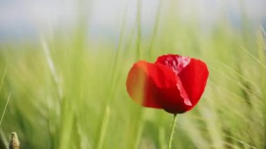Narin kırmızı gelincik. Arka planda bulanıklık var. Rüzgarla hareket ediyor.