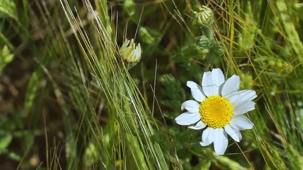 Mooie Witte Madeliefje Krijgen Bewogen Door Wind — Stockvideo