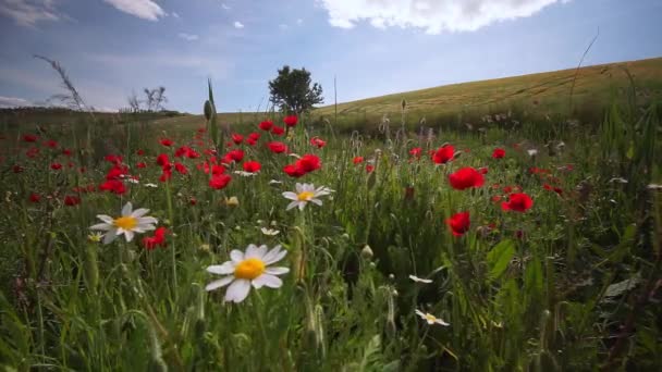 Prachtige Papavers Madeliefjes Landschap Een Zonnige Dag — Stockvideo