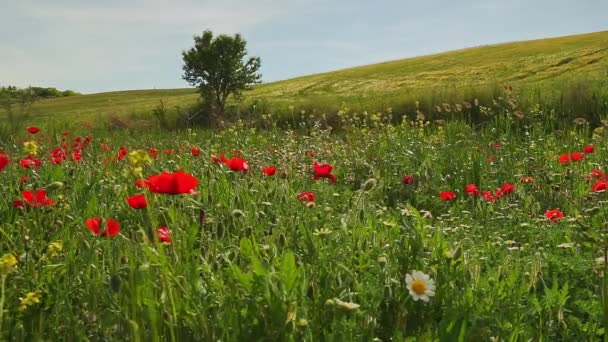 Schöne Mohn Und Gänseblümchenlandschaft Einem Sonnigen Tag — Stockvideo