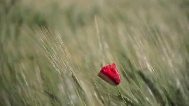 Narin kırmızı gelincik. Arka planda bulanıklık var. Rüzgarla hareket ediyor.