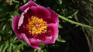 Güzel mor çiçek, güzel bulanık yeşil arkaplan rüzgarla hareket ediyor.