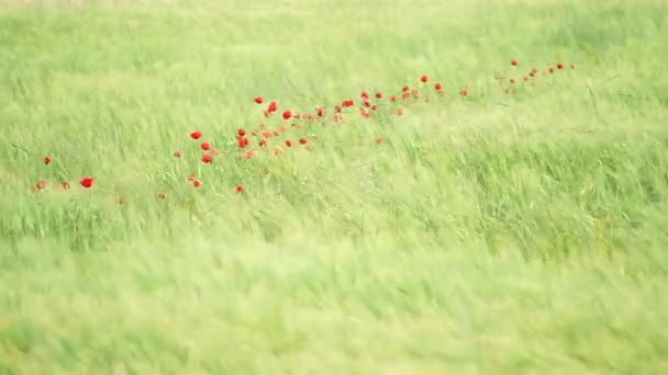 Delicate Red Poppy Green Field Spring Moving Wind — Stock Video