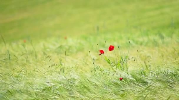 風に乗って春が移動し 素敵なぼかしの背景と繊細な赤いケシ — ストック動画