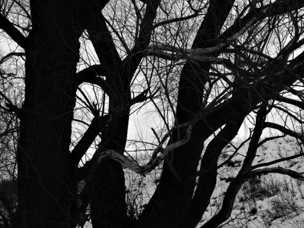 Schwarz Weiß Foto Eines Baumes Ohne Abgüsse Winter — Stockfoto