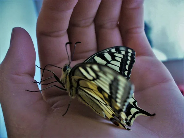 A dog butterfly greets a man sitting on his arm.