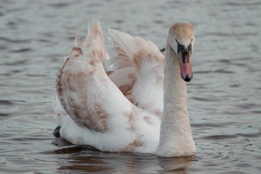 İki renkli kuğu suda kalır. Kuğu nehir boyunca yüzer yüzmez kanatlarını düzgünce ayarlar..