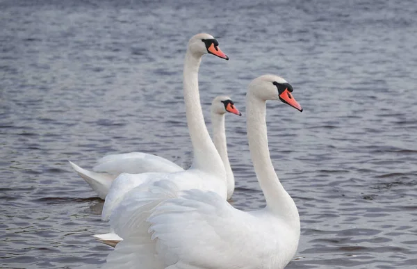 Familje Idyll Promenader Svanar Floden Jakt Efter Positiva Känslor — Stockfoto