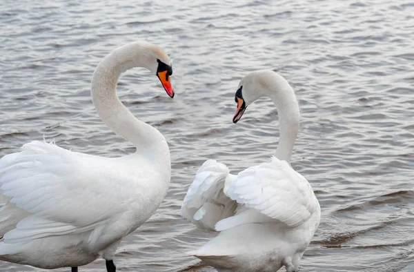 Två Svanar Som Simmar Nära Varandra Och Bildar Hjärtform Med — Stockfoto