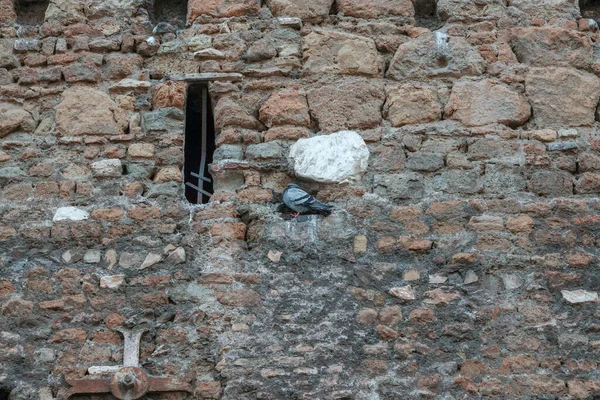 The dove climbed the wall where there is no brickwork and rests for pleasure