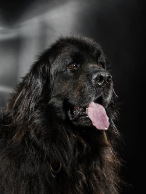 Büyük siyah su-köpek, stüdyo çekim portresi