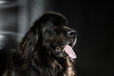 Büyük siyah su-köpek, stüdyo çekim portresi