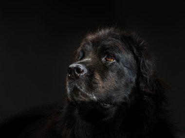 Büyük siyah su-köpek, stüdyo çekim portresi