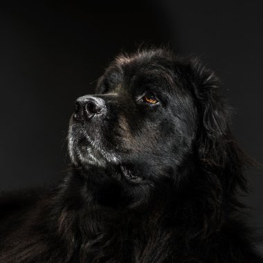 Büyük siyah su-köpek, stüdyo çekim portresi