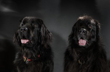 Büyük siyah su-köpek, stüdyo çekim portresi