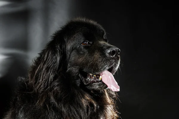 Retrato de cão-de-água preto grande, tiro de estúdio — Fotografia de Stock