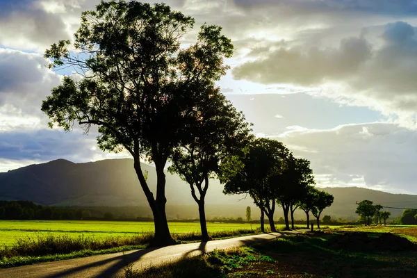 Pôr do sol bonito através das árvores, maneira vazia nos campos de A — Fotografia de Stock