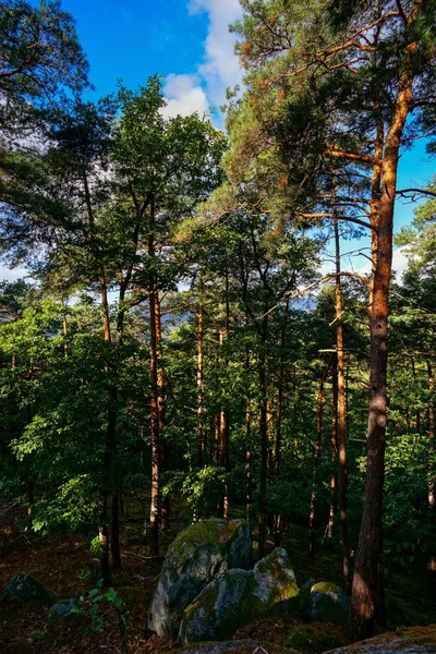 Piękny, jesienny Las, słoneczny dzień, Alzacja — Zdjęcie stockowe