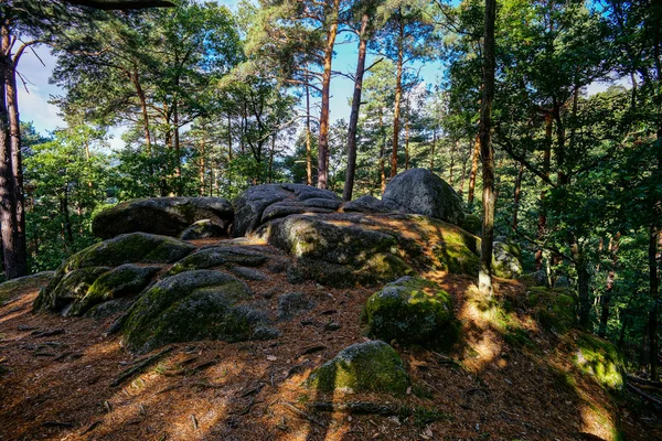 Bella foresta autunnale, giornata di sole, Alsazia — Foto Stock