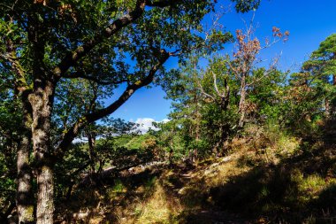 Güzel sonbahar orman, güneşli bir gün, Alsace