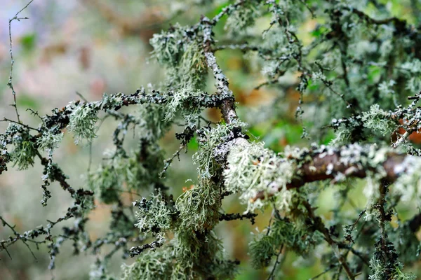 Krásné podzimní lesní detaily, přírodní krajina — Stock fotografie