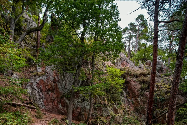 Hermosos detalles del bosque otoñal, paisaje natural —  Fotos de Stock