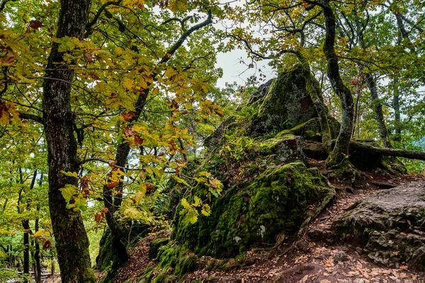 Vackra höstlig skog detaljer, naturliga landskap — Stockfoto