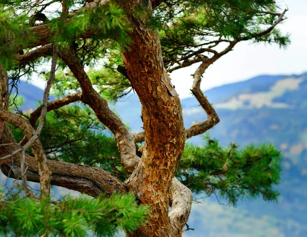 Frumoase detalii pădure de toamnă, peisaj natural — Fotografie, imagine de stoc