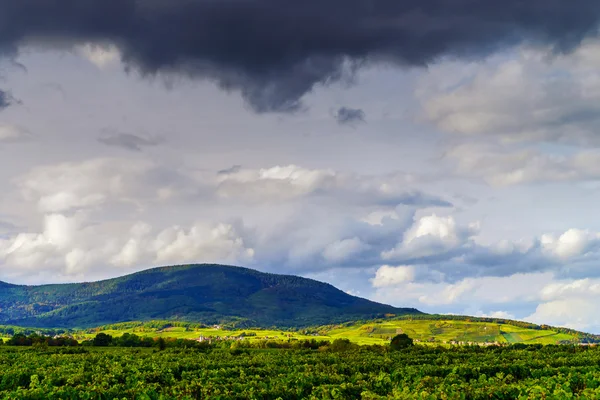 Bela luz solar sobre vinhas com céu azul e montanhas em — Fotografia de Stock