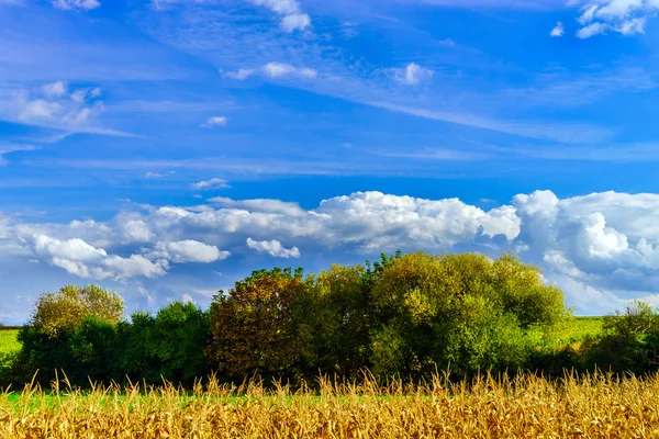 Maïs mûr et ciel bleu vif avec de beaux nuages — Photo