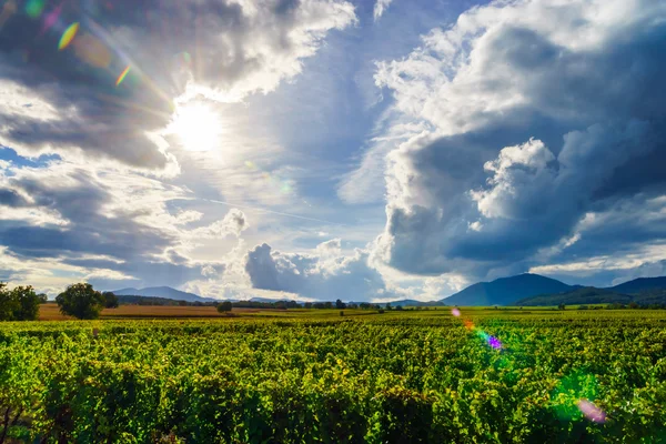 Beautiful sunlight over vineyards with blue sky and mountains on — Stock Photo, Image
