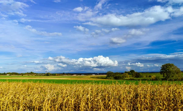 Reifer Mais und strahlend blauer Himmel mit schönen Wolken — Stockfoto