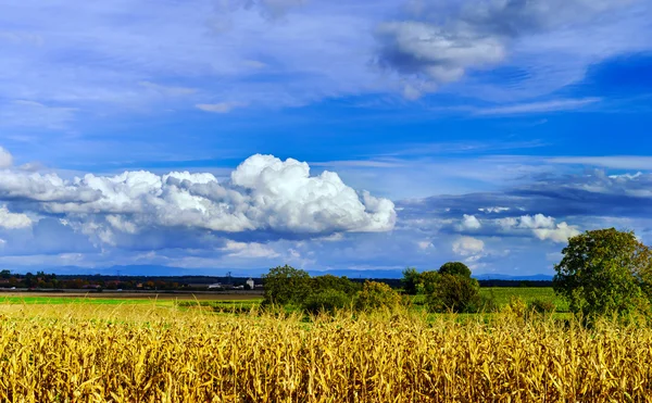 Maíz maduro y cielo azul vivo con hermosas nubes — Foto de Stock